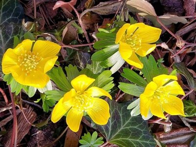 Klimawandel im Garten