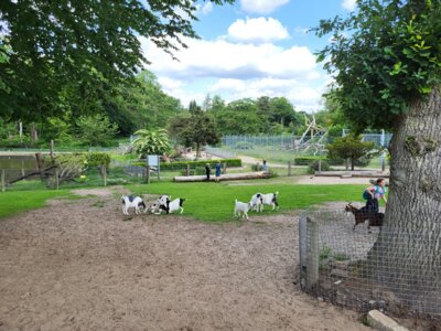 Meldung: Tierpark Ostrittrum