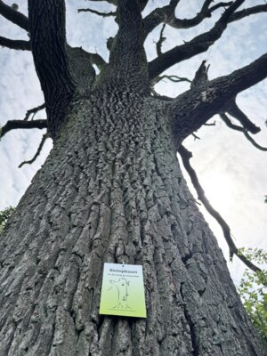 Auch tot noch wertvoll für die Natur