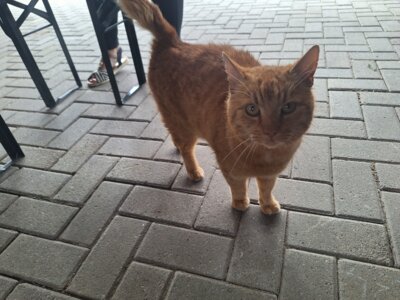 Meldung: kastrierter roter Kater zu gelaufen am 07.06.2025 in Moorbrink