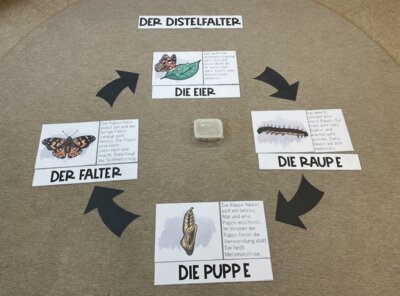 Meldung: Schmetterlingsprojekt Klasse 2b und 4a