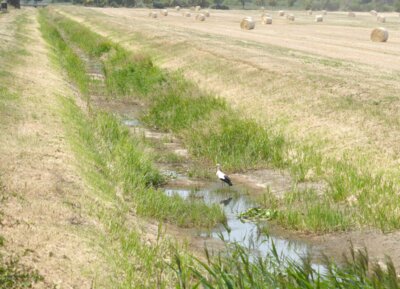 Meldung: Wegen extremer Trockenheit: Landkreis Elbe-Elster stoppt Wasserentnahmen aus Flüssen