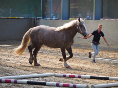 Meldung: Stuteneintragung am 21.06.2025 auf dem Reiterhof Jensen in Felde