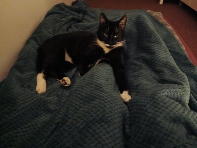 Kater vermisst - Ist wieder zu Hause! (Bild vergrößern)