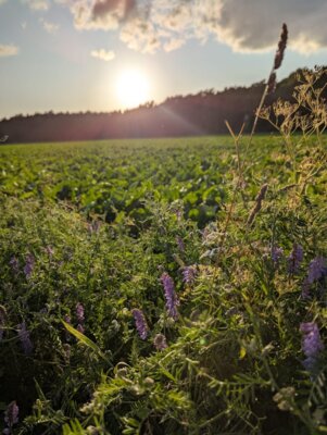 🌿 Abendliche Kräuterwanderung – Naturwissen to go! / Junge LandFrauen (Bild vergrößern)