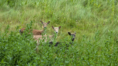 Das Damwild ist kein Reh, kein Hirsch – sondern ein stiller Verwandter dazwischen. (Bild vergrößern)