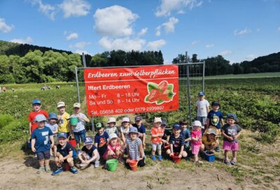 Die Kindergartenkinder sammelten fleißig die leckeren Erdbeeren in Wichmannshausen (Bild vergrößern)