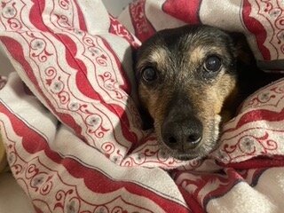 Lena (Peggy) grüßt die Hunde im Tierheim (Bild vergrößern)
