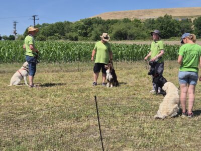 Auftritt des Hundesportvereins beim Tierheimfest in Gröbern