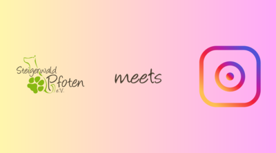 https://www.instagram.com/steigerwaldpfoten/