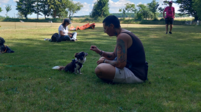 Der Chihuahua Friedrich ist mit Konzentration dabei, immerhin geht es um Leckerli