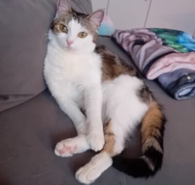 Emmie, wo bist Du? wer hat sie gesehen und kann helfen (Bild vergr&ouml;&szlig;ern)