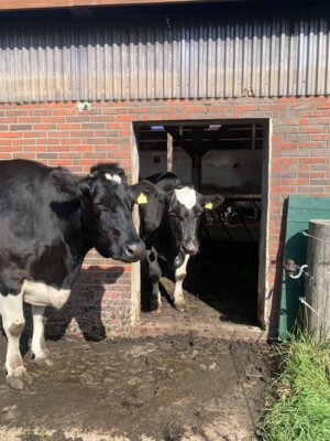 Lou und Lorry brauchen Unterstützung