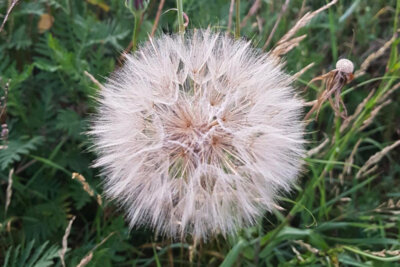 Wiesenbocksbart ©AG Wildblume Rehfelde