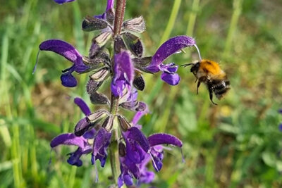 Wiesen-Salbei ©AG Wildblume Rehfelde