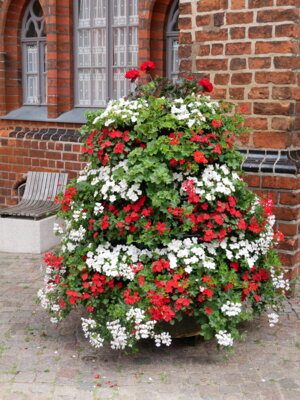 Foto zur Meldung: Blumen in Rot-Weiß für den BRANDENBURG-TAG