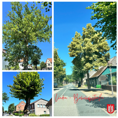 Die Linden in der Bahnhofstraße stehen wieder in voller Pracht