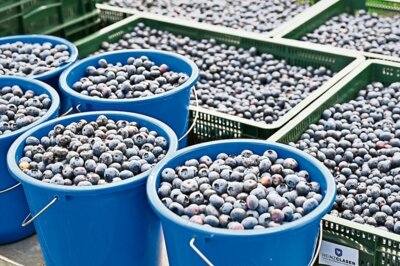 Meldung: Blaubeeren soweit das Auge reicht