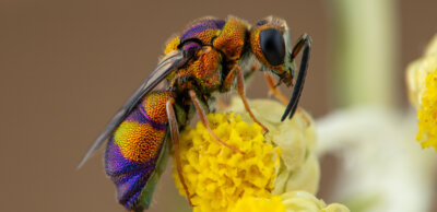 Die Purpurgoldwespe (Foto: Frank Deschandol)