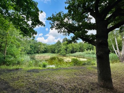 Bis zur Eröffnung der Landesgartenschau 2027 soll der Schwanenteich zu einer multifunktionalen Parkanlage umgestaltet und aufgewertet werden I Foto: Martin Ferch (Bild vergrößern)
