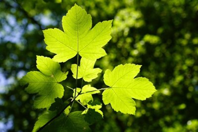 Blätter des Berg-Ahorn (Acer pseudoplatanus), Foto: jhenning auf Pixabay