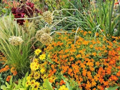 Die richtige Pflege und Bewässerung lassen den Hobbygarten auch bei heißen Temperaturen prächtig blühen. (Bild vergrößern)