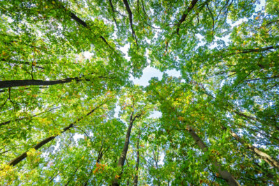 Foto: envato (Bild vergrößern)