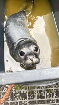 Seehundbaby in Schendeneck