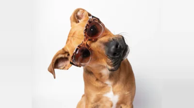 Hund mit Sonnenbrille