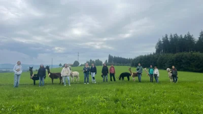Alpakawanderung (Bild vergrößern)