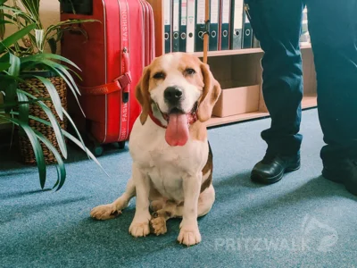 Dieser Hund wurde in Seefeld aufgegriffen. Foto: Stadt Pritzwalk (Bild vergr&ouml;&szlig;ern)