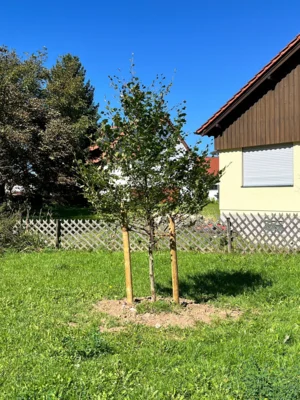 Baum oder Brotzeit - Baumpflanzchallenge 2025 (Bild vergr&ouml;&szlig;ern)