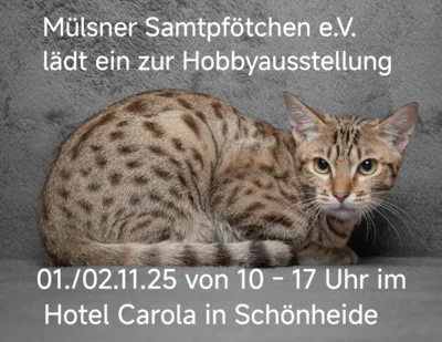 Verein Mülsner Samtpfötchen e.V.  lädt zur Katzenausstellung im Hotel Carola in Schönheide ein (Bild vergr&ouml;&szlig;ern)