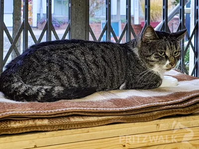 Dieser grau-weiß getigerte Kater möchte wieder nach Hause. Wer ihn vermisst, der kann sich im Pritzwalker Ordnungsamt melden. Foto: Stadt Pritzwalk (Bild vergr&ouml;&szlig;ern)