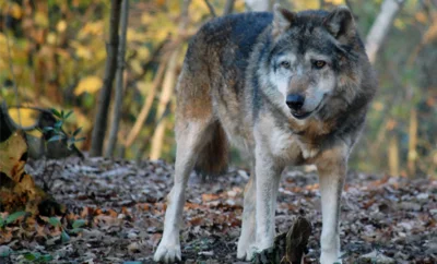 Wolfssichtungen oder Wolfsrisse dem Kompetenzzentrum melden