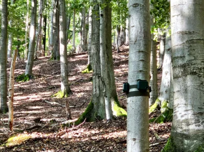 Audiologger  Projekt „KI-Nationalpark“ startet: Der Nationalpark Kellerwald-Edersee ist Partner des bundesweiten Projekts „KI-Nationalpark“. Ziel ist es, ein innovatives, KI-gestütztes Monitoringsystem in 13 Nationalparken und 2 Wildnisgebieten aufzubauen. Beispielsweise erfassen 40 Audiologger im hiesigen Nationalpark in regelmäßigen Abständen die Umgebungsgeräusche. Die Künstliche Intelligenz wertet anschließend die Daten aus, erkennt Störungen und zeigt Zusammenhänge zwischen Klima, Biodiversität und Nutzung auf. Bildautor: Nationalpark Kellerwald-Edersee (Bild vergr&ouml;&szlig;ern)