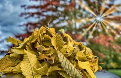 Kostenlose Annahme von Herbstlaub (Bild vergr&ouml;&szlig;ern)