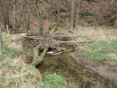 Was macht das Holz im Bach? (Bild vergr&ouml;&szlig;ern)