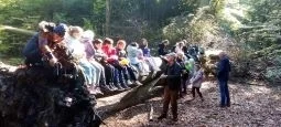 Waldspaziergang (Bild vergr&ouml;&szlig;ern)