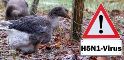 Handlungsempfehlungen zur Bekämpfung der Geflügelpest (Bild vergr&ouml;&szlig;ern)