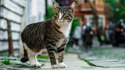Aktion zur Kastration von freilebenden Katzen 2025 (Bild vergr&ouml;&szlig;ern)