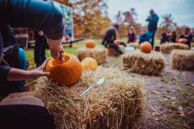 Kürbisschnitzen  Aktion zu Halloween: Die Greifenwarte Edersee verabschiedet sich am 31. Oktober mit dem letzten Flugprogramm in die Winterpause. Kostümierte Kinder erhalten an diesem Tag freien Eintritt in den WildtierPark Edersee und können an der Greifenwarte ihren eigenen Halloween-Kürbis schnitzen.  Bildautor: Alina Hartwig/ArrHart (Bild vergr&ouml;&szlig;ern)