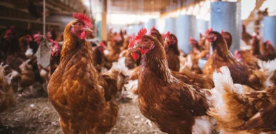 Achtung: Neue tierseuchenbehördliche Allgemeinverfügung (Bild vergr&ouml;&szlig;ern)
