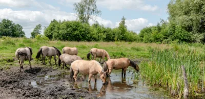 Konik-Pferde am Ferbitzer Bruch (Foto: Florian Amrhein) (Bild vergr&ouml;&szlig;ern)