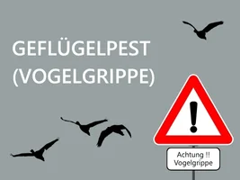 Geflügelpest (Vogelgrippe) (Bild vergrößern)