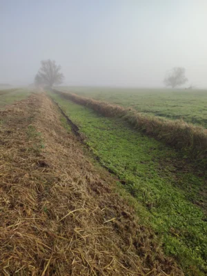 Trockengefallener Meliorationsgraben im bruch  Foto. IG Bode-Lachs e.V