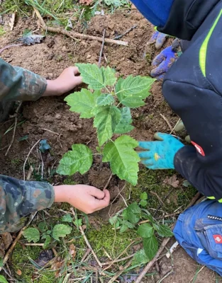 Baumpflanzaktion mit dem Förster Phil Krösser im Grasholz – für Nachhaltigkeit und Umweltschutz (Bild vergr&ouml;&szlig;ern)