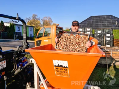 30 000 neue Blumenzwiebeln wurden mit einer Spezialmaschine im Stadtgebiet von Pritzwalk in die Erde gesetzt. Foto: Stadt Pritzwalk (Bild vergr&ouml;&szlig;ern)