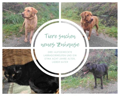 Tiere suchen neues Zuhause – nach dem Verlust ihres Herrchens (Bild vergr&ouml;&szlig;ern)