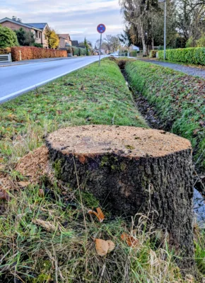 Gefällte Bäume an der Barmstedter Straße (Bild vergr&ouml;&szlig;ern)